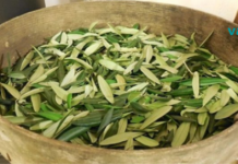 დაემშვიდობეთ სისხლდენას, დიაბეტს, ჰიპერტენზიას, ალცჰეიმერს და სხვას ამ მარტივი ფოთლების დახმარებით!