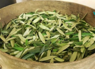 დაემშვიდობეთ სისხლდენას, დიაბეტს, ჰიპერტენზიას, ალცჰეიმერს და სხვას ამ მარტივი ფოთლების დახმარებით!