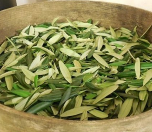 დაემშვიდობეთ სისხლდენას, დიაბეტს, ჰიპერტენზიას, ალცჰეიმერს და სხვას ამ მარტივი ფოთლების დახმარებით!