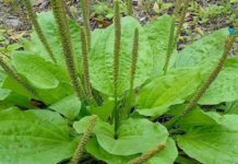 ნუ მოსპობთ ამ მცენარეს! ის ერთ-ერთი საუკეთესო სამკურნალო ბალახია