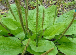 ნუ მოსპობთ ამ მცენარეს! ის ერთ-ერთი საუკეთესო სამკურნალო ბალახია
