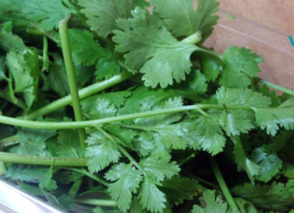 კილანტროს შეუძლია ორგანიზმიდან მძიმე მეტალების 80%-მდე ამოღება 42 დღის განმავლობაში. აი, რა უნდა გააკეთო ამისთვის