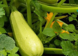 ყაბაყი. სასარგებლო თვისებები და უკუჩვენებები!