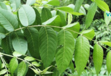 კაკლის ფოთლები მის ნაყოფზე არანაკლებ სამკურნალოა!