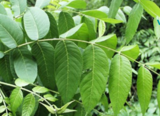 კაკლის ფოთლები მის ნაყოფზე არანაკლებ სამკურნალოა!