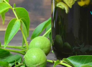 მოცდად ნამდვილად აღარ ღირს! ახლავე მოამზადეთ უებარი წამალი მწვანე კაკალისგან: ის აუმჯობესებს მხედველობას, აჯანსაღებს  სახსრებს და ფარისებრი ჯირკვალს. .