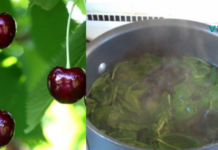 ალუბლის ნაყოფი და ფოთლები კურნავს უამრავ დაავადებებს, მათ შორის ღვიძლის დაავადებასაც კი