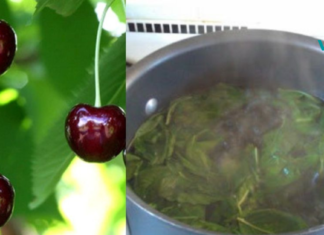 ალუბლის ნაყოფი და ფოთლები კურნავს უამრავ დაავადებებს, მათ შორის ღვიძლის დაავადებასაც კი