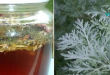 აბზინდას უნიკალური სამკურნალო თვისებები!! ინფორმაცია რომელიც აქამდე არ იცოდით!