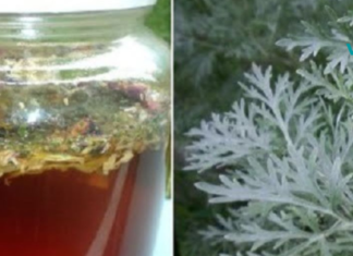 აბზინდას უნიკალური სამკურნალო თვისებები!!  ინფორმაცია რომელიც აქამდე არ იცოდით!