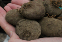 შოკისმომგვრელი ინფორმაცია ყოჩივარდას ბოლქვის შესახებ – ეს რომ აქამდე გვცოდნოდა წამლები აღარ დაგვჭირდებოდა