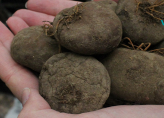 შოკისმომგვრელი ინფორმაცია ყოჩივარდას ბოლქვის შესახებ – ეს რომ აქამდე გვცოდნოდა წამლები აღარ დაგვჭირდებოდა