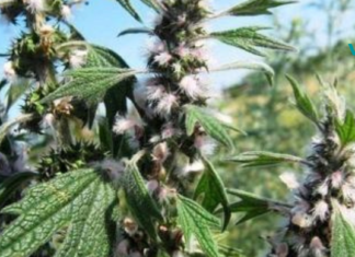 შავბალახა – ყველა წამალი ერთ მცენარეში!