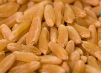 კამუტი საოცარი მარცვლეულია ათასი წლის ისტორიით!