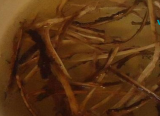 ფისტულისა და ოსტეომიელიტის უებარი სამკურნალო რეცეპტი, რომელიც მზადდება სახლის პირობებში!