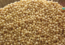 მარცვლები, რომლებმაც ექიმები შოკში ჩააგდო: ის კურნავს დიაბეტს, ღვიძლისა და თირკმელების ფუნქციებს კი სრულად აღადგენს