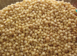 მარცვლები, რომლებმაც ექიმები შოკში ჩააგდო: ის კურნავს დიაბეტს, ღვიძლისა და თირკმელების ფუნქციებს კი სრულად აღადგენს