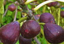 მხოლოდ 3 ლეღვიც კი უზრუნველყოფს თქვენს ორგანიზმში ბოჭკოს, კალციუმის და რკინის დღიურ ღირებულებას!!