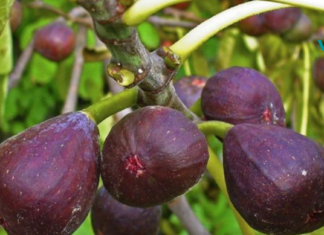 მხოლოდ 3 ლეღვიც კი უზრუნველყოფს თქვენს ორგანიზმში ბოჭკოს, კალციუმის და რკინის დღიურ ღირებულებას!!