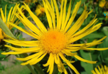 ეს გასაოცარი მცენარე მკურნალობს რესპირატორულ დაავადებებს! ყველას ვურჩევ იცოდეს მის შესახებ . .