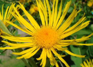 ეს გასაოცარი მცენარე მკურნალობს რესპირატორულ დაავადებებს! ყველას ვურჩევ იცოდეს მის შესახებ . .