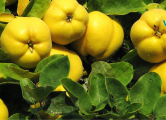 კომში, როგორც პანაცეა: მკურნალობს გაციებას, ენტეროკოლიტს და ხსნის ჭარბ წონას!