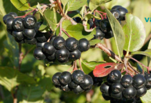 ცირცველი- კუნთოვანი ქსოვილის აღდგენის ძლიერი საშუალებაა!