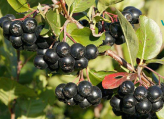 ცირცველი- კუნთოვანი ქსოვილის აღდგენის ძლიერი საშუალებაა!