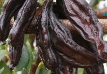 კერატი ცილის გემრიელი და ჯანსაღი წყაროა!