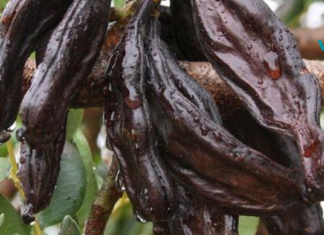 კერატი ცილის გემრიელი და ჯანსაღი წყაროა!