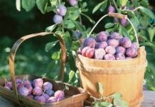 ქლიავი და მისი საოცარი ეფექტი ჩვენს ორგანიზმზე!