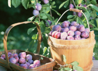 ქლიავი და მისი საოცარი ეფექტი ჩვენს ორგანიზმზე!