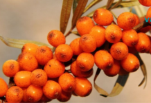 ქაცვის საოცრად სასარგებლო თვისებები თქვენი ჯანმრთელობისა და სილამაზისთვის. გთავაზობთ რეცეპტებს