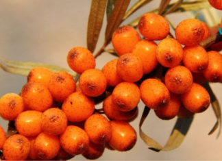 ქაცვის საოცრად სასარგებლო თვისებები თქვენი ჯანმრთელობისა და სილამაზისთვის. გთავაზობთ რეცეპტებს