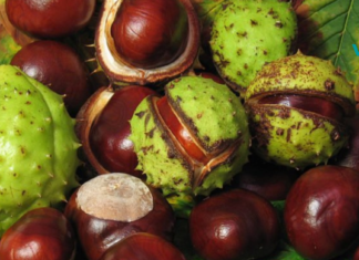 ნახეთ რის სამკურნალოდ შეგიძლიათ გამოიყენოთ ცხენისწაბლი . .!