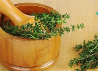 ბეგქონდარა ის მცენარეა, რომელიც მუდამ უნდა გქონდეთ სახლში. გაგაცნობთ მის სამკურნალო რეცეპტებს.