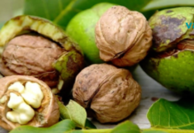 ყურადღებით! ამ ელემენტის ნაკლებობა იწვევს ალცაიმერის, მანკის და უილსონის დაავადების განვითარებას! გაიგეთ რომელი პროდუქტია მისი საბადო…