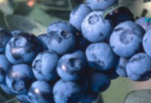 ექიმებმა მოცვი შეაფასეს, როგორც “საუკეთესო საკვები სიბერის შესანელებლად” რატომაც არა, უნდა სცადოთ!. .