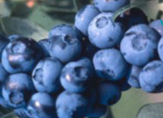 ექიმებმა მოცვი შეაფასეს, როგორც “საუკეთესო საკვები სიბერის შესანელებლად” რატომაც არა, უნდა სცადოთ!. .