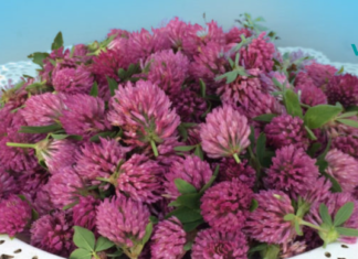 სამყურა – მკურნალი, რომელიც თქვენს ეზოში იზრდება და მრავალი დაავადების განკურნება შეუძლია. .