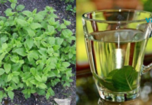 „ქალების ბალახი“ – ბუნებრივი საშუალება, რომელიც ხელს უშლის ნაადრევად დაბერებას და…