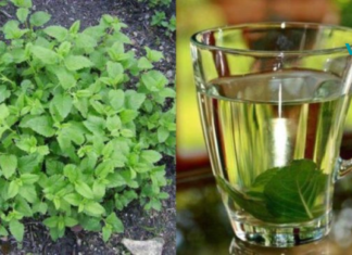 „ქალების ბალახი“ – ბუნებრივი საშუალება, რომელიც ხელს უშლის ნაადრევად დაბერებას და…