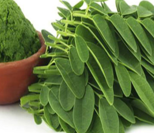 “სიცოცხლის ხე” – ყველაზე უნიკალური მცენარე მსოფლიოში თავისი სამკურნალო თვისებებით