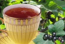 რჩევაა აუცილებლად შეაგროვეთ მოცხარის ფოთლები ზამთრისთვის! გაიგეთ რატომ…