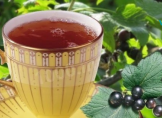 რჩევაა აუცილებლად შეაგროვეთ მოცხარის ფოთლები ზამთრისთვის! გაიგეთ რატომ…