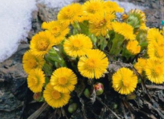 სასწაულმოქმედი სამკურნალო მცენარე, რომელსაც გამოიყენებთ ისეთი დაავადებების დროს როგორიცაა: წითელი ქარი, ტუბერკულოზი და ასევე…