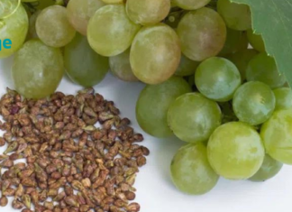 საინტერესოა რატომ უნდა მიირთვათ ყურძენი კურკებიანად?! ფაქტი რომელიც ყველამ უნდა იცოდეს. .