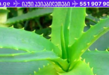 მცენარე, რომელიც დაგავიწყებთ სააფთიაქო საშუალებებს! ის თქვენივე ფანჯრის რაფაზე იზრდება. .