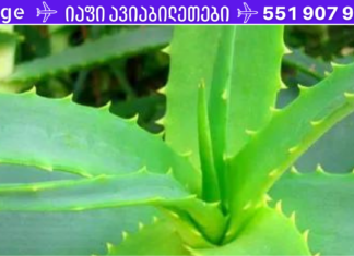 მცენარე, რომელიც დაგავიწყებთ სააფთიაქო საშუალებებს! ის თქვენივე ფანჯრის რაფაზე იზრდება. .