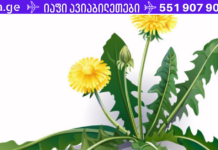 ამ ბალახის მხოლოდ ერთ ფოთოლს, რომელიც ნებისმიერ ბაღშია, შეუძლია გადაარჩინოს თქვენი სიცოცხლე ერთ წუთში, მაგრამ მხოლოდ ცოტამ თუ იცის მისი სწორად გამოყენება!